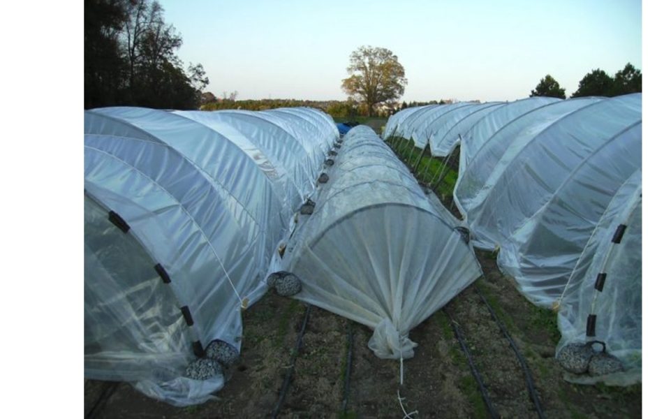 =ok sito - film per utilizzo agricolo 1181 x 743 (2)